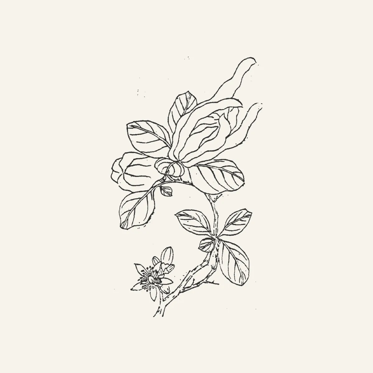 佛手古典植物插图