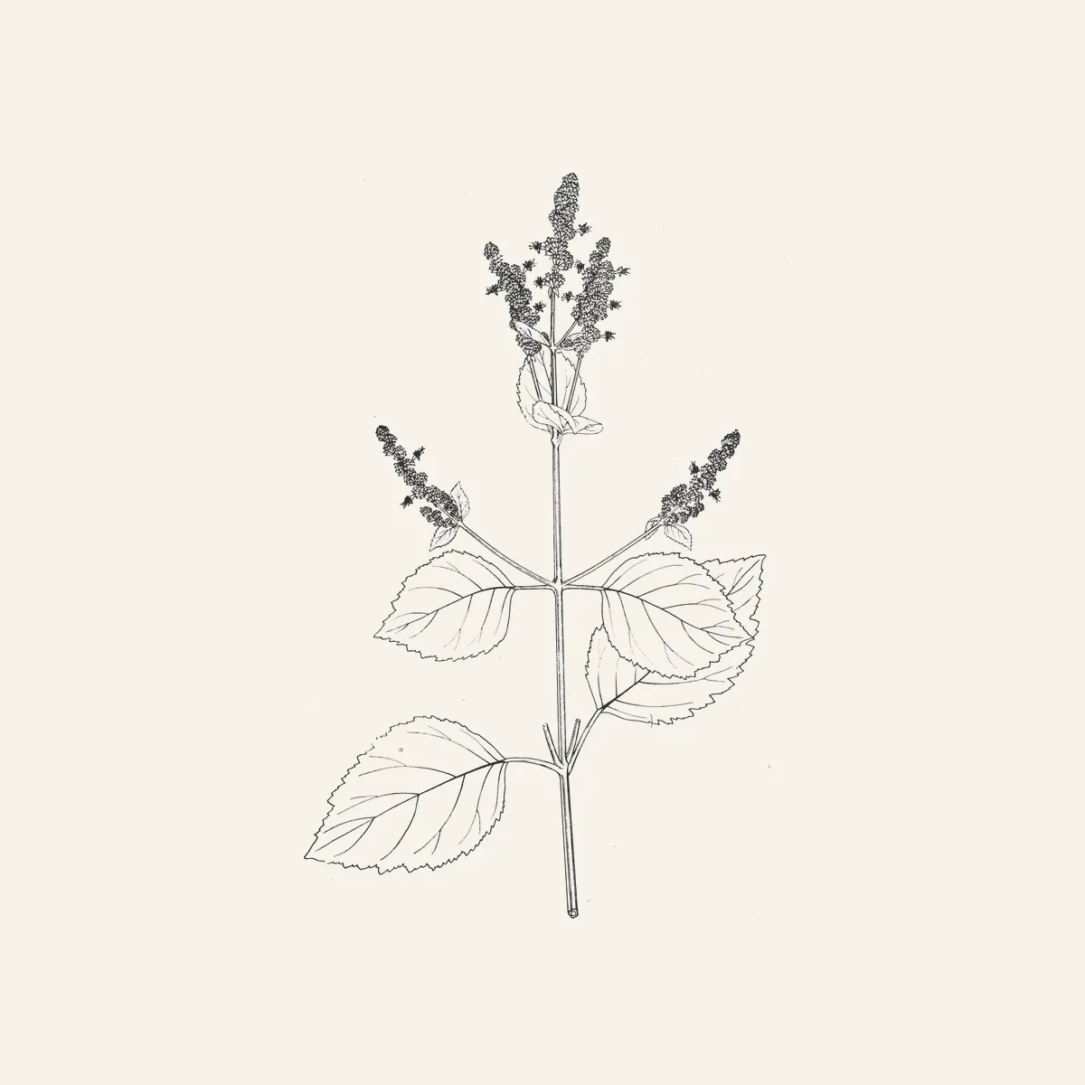 广藿香古典植物插图