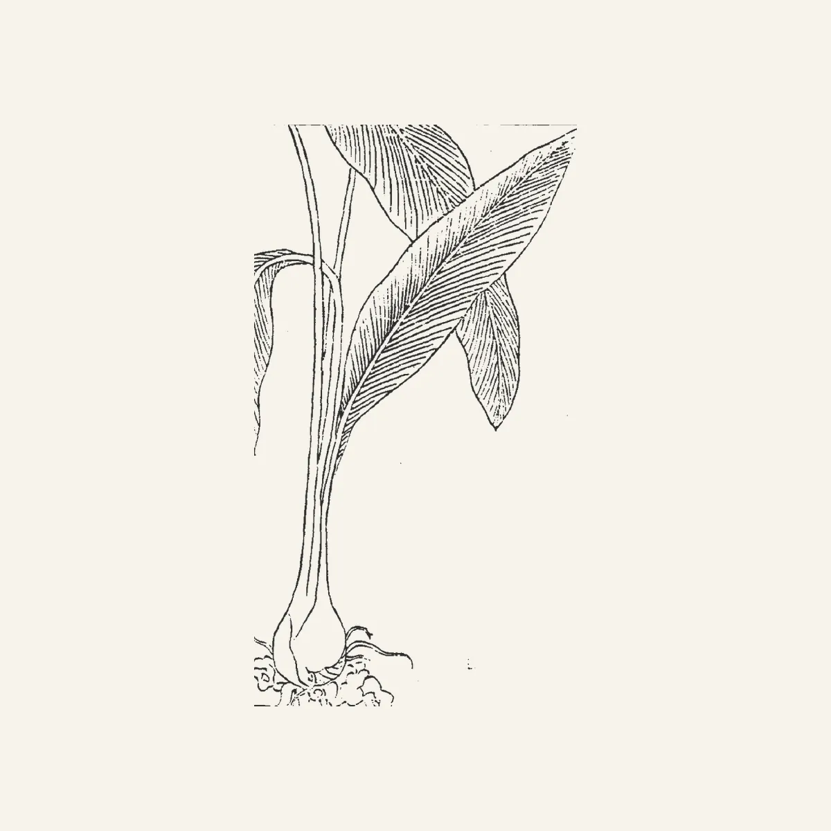 姜黄古典植物插图