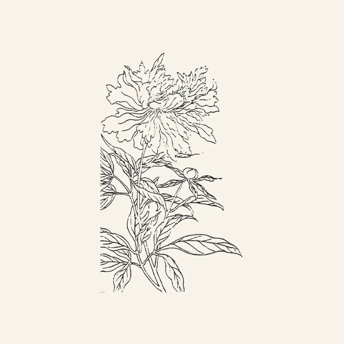 芍药古典植物插图