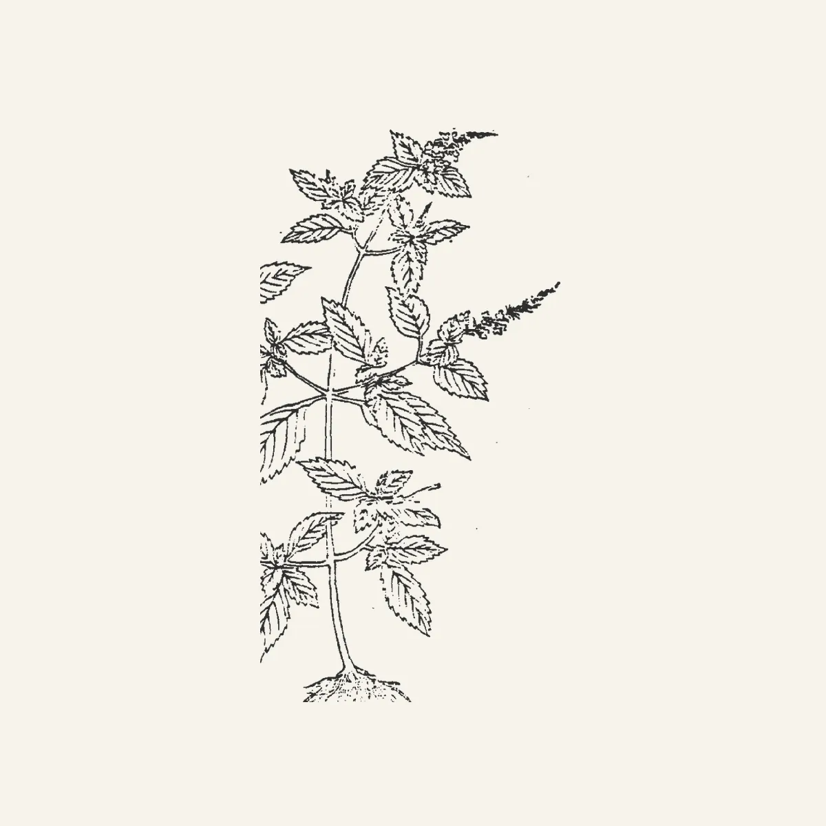 香薷古典植物插图